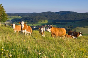 Hinterwlder Rinder auf den Hochweiden von Bernau im Schwarzwald. Foto: Michael Arndt