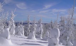 Edle Tannen im Schwarzwaldwinter. Foto: Ute Meier